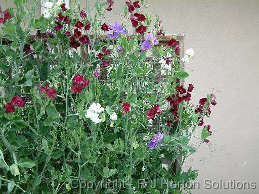 Sweet pea lattice 